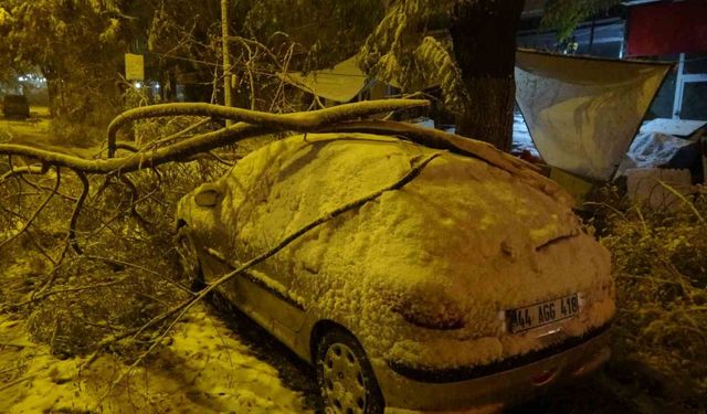 Kardan kırılan ağaç dalları araçların üzerine devrildi