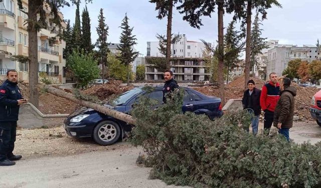 Park halindeki otomobilin üzerine ağaç devrildi