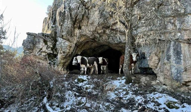 Üniversiteli çobanı ağlatan yıkım