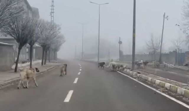 Başıboş köpekler tehlike saçıyor