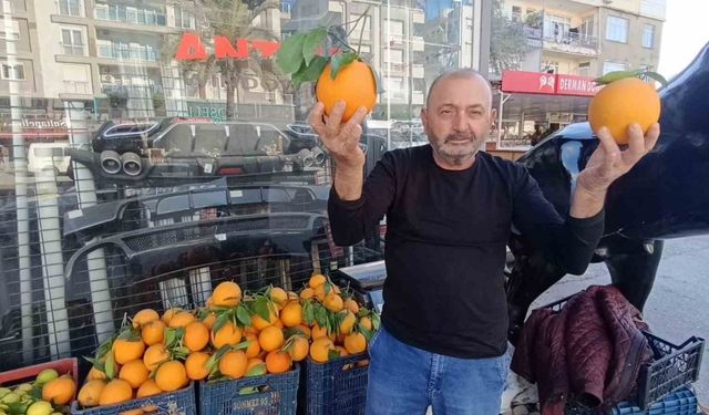 Dev portakallar: 3 tanesi 2 kilo geliyor