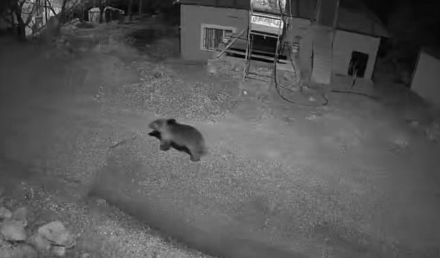 Köyün içinde ayı, kurt ve tilki aynı gece kameraya yakalandı