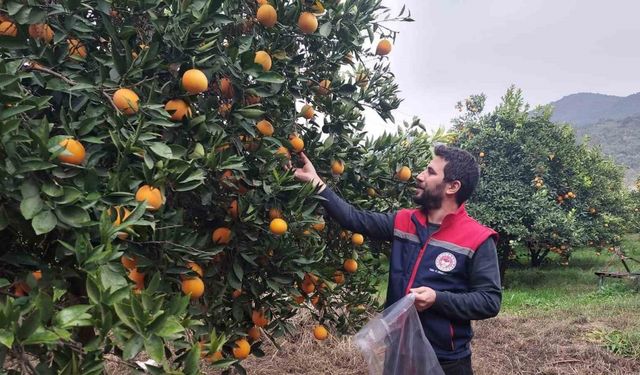 Narenciye bahçeleri kontrol altında