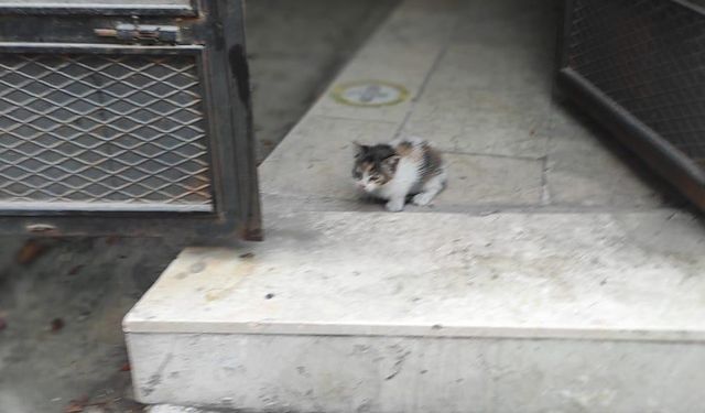 Yağmur hattı borusuna sıkışan yavrusunu kurtarılıncaya kadar bekledi