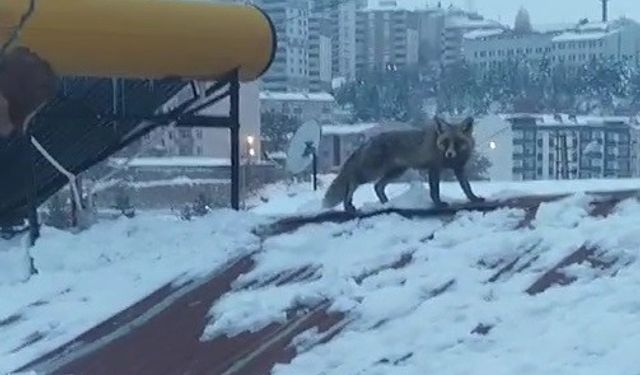 Yiyecek arayan tilki bir evin çatısında görüldü