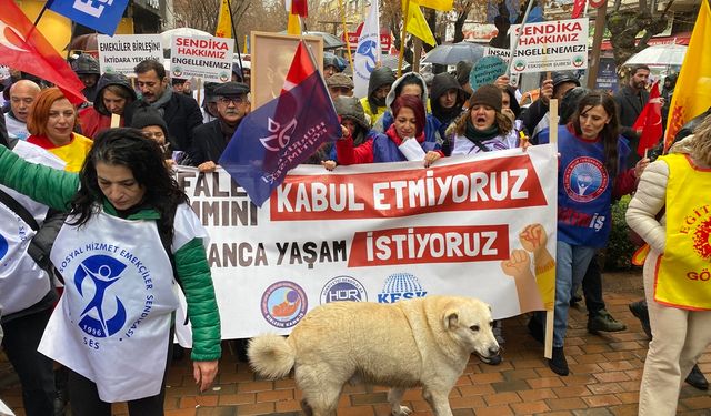 Eskişehir'de bu köpekler etkinlikleri seviyor!