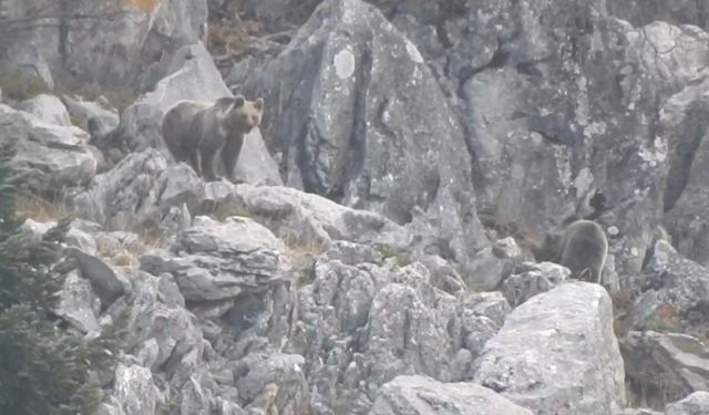 Kış uykusuna yatmayan ayılar böyle görüntülendi