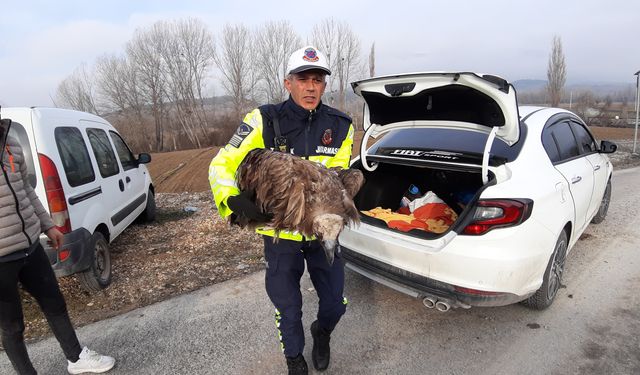 Yaralı akbabanın yardımına jandarma yetişti