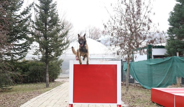 K-9 arama kurtarma köpeği göreve hazır!