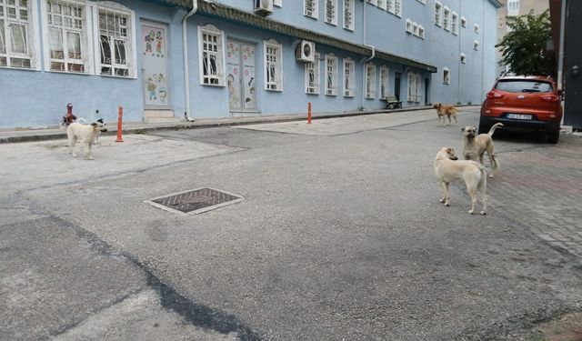 Bilecik’te başıboş köpek sorunu