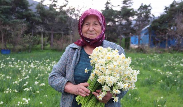 Karaburun’u nergis kokusu sardı