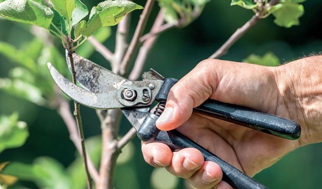 Şubat öncesi bahçenizde budanması gereken 5 ağaç ve bitki!