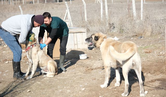 Eskişehir'in o ilçesinde köpekler çipleniyor!