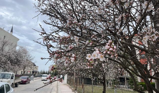 Eskişehir'de meyve ağaçları çiçek açtı ama...