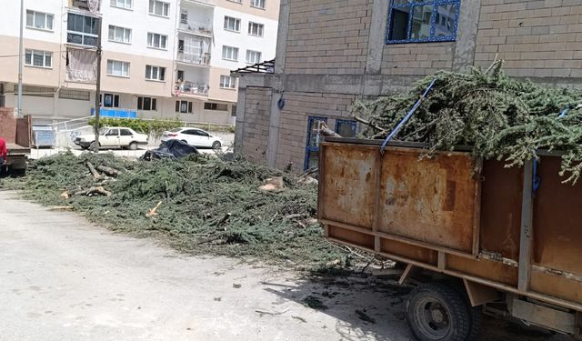 Başkan Yer'den ağaç tepkisi!