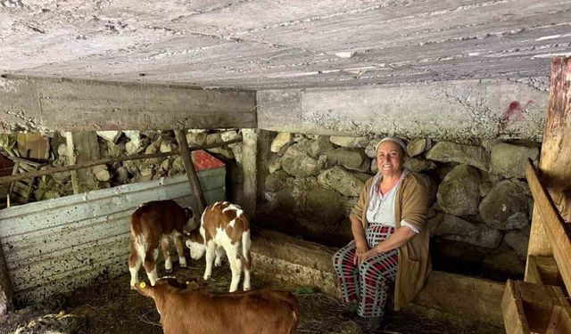 Bir inek dördüz doğurdu, aile büyük sevinç yaşadı