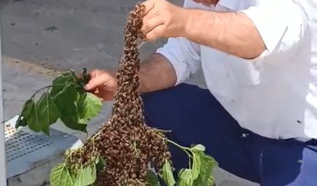 Otobüs durağında arı paniği