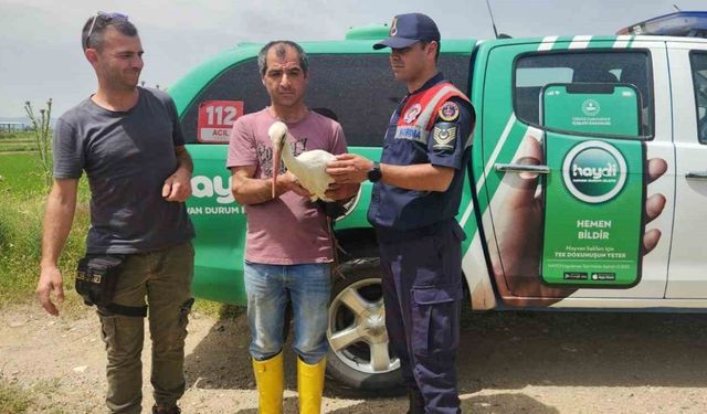 Yaralı leylek tedavi edilerek doğaya geri bırakıldı!