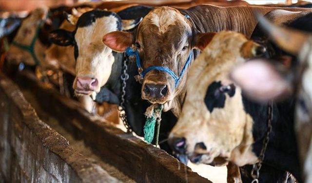 Kurban Bayramı tatili 9 gün olacak mı?