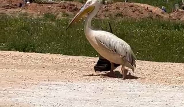 Kanadı kırık geldi... Uçamadan gitti!