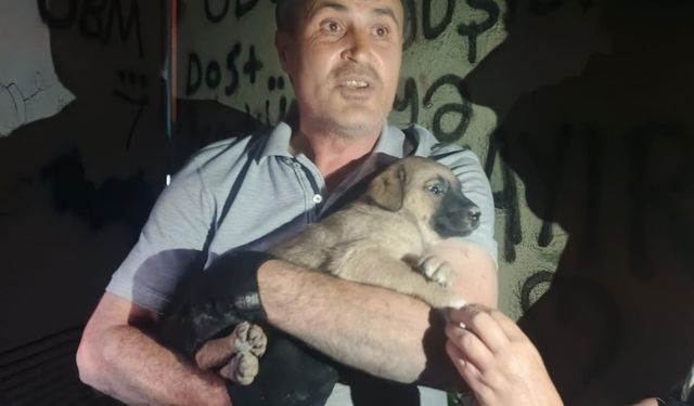 Trafoda mahsur kalan yavru köpeğe duyarsız kalmadılar!