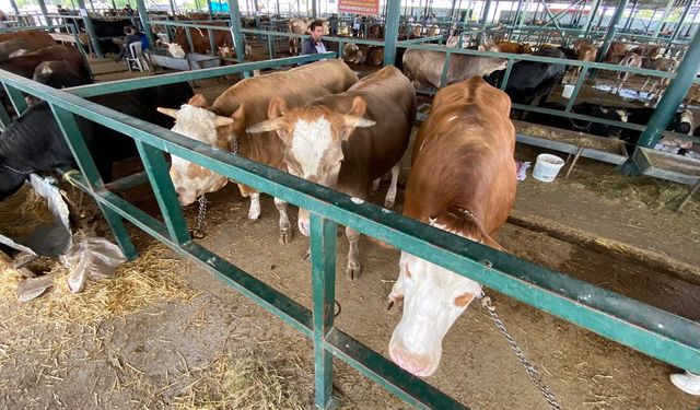 Eskişehir Hayvan Pazarı'nın 750 kiloluk düveleri