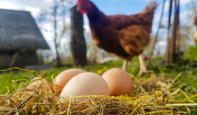 Tavuk kesimi arttı, yumurta üretimi azaldı!