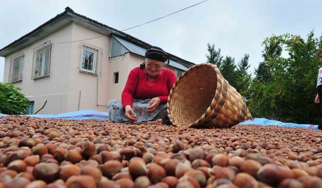 AB ülkelerine 12 bin 851 ton fındık gönderildi
