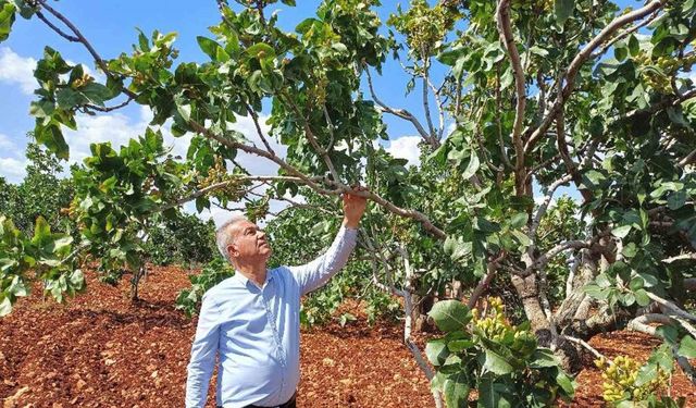 Antep fıstığı rekoltesinde düşüş bekleniyor