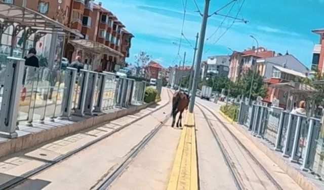 Tramvay rayları üzerinde ilginç manzara!