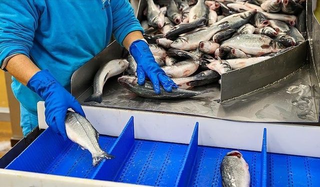 Su ürünleri üretimi 2024 yılında azaldı