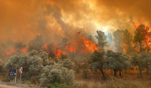 Ormanlarla ilgili 'torba yasa' iddiaları yalanlandı