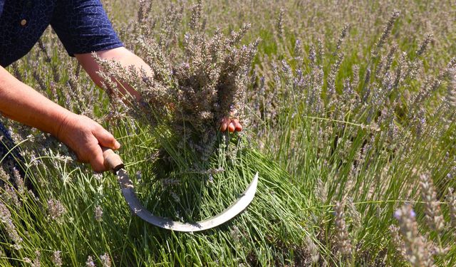 Eskişehir'de renkli etkinlik beğeni aldı