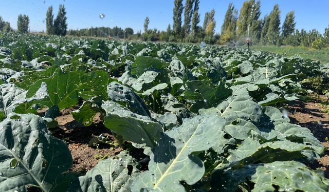 “Çiftçilerin çilesi bitmiyor: Kuyu sularında tehlike çanları çalıyor!”