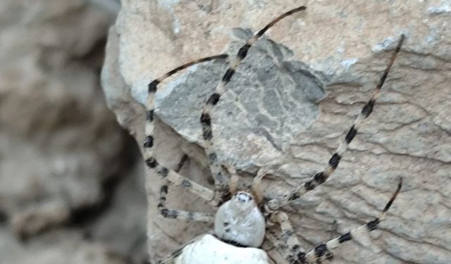 Dünyanın en zehirli örümcek türlerinden biri Türkiye'de görüldü