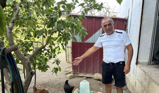 Kümese giren sokak köpekleri 70 tavuğu telef etti