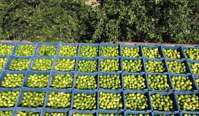 Limon hasadı: Geçen yıl 1 TL olan limon bahçede 20 TL
