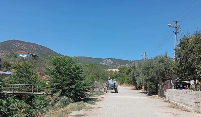 Yabani otlar temizlendi