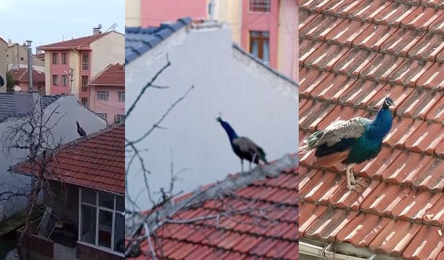 Eskişehir'de şaşkınlık yaratan görüntü!