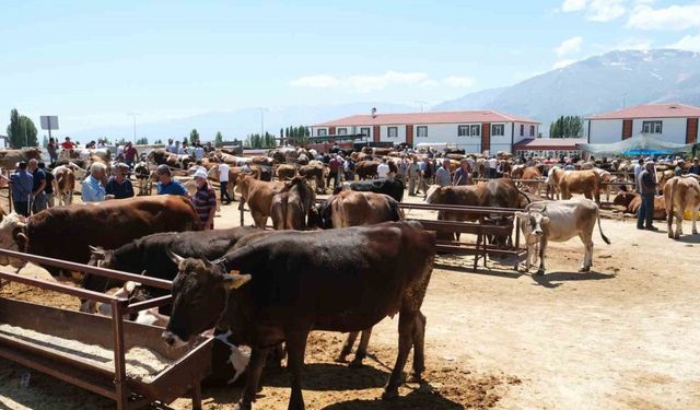 Refahiye’nin 34 köyünde şap karantinası