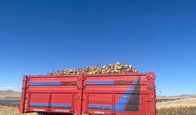 Şeker pancarı hasadı devam ediyor