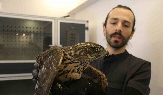 Uzmanı uyardı: "Bulduğunuz yaralı yabani hayvanlara dokunmayın"