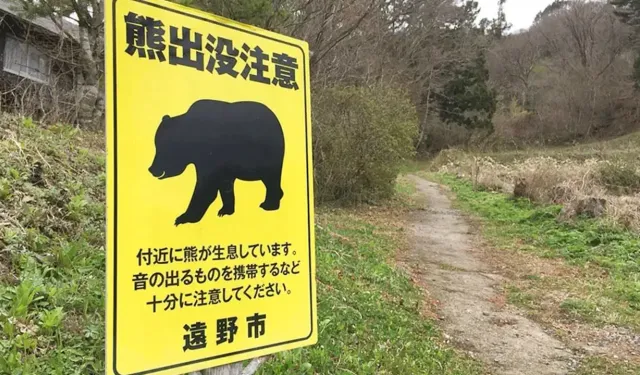 Japonya’da ayı saldırısından ölümler rekor seviyeye ulaştı!