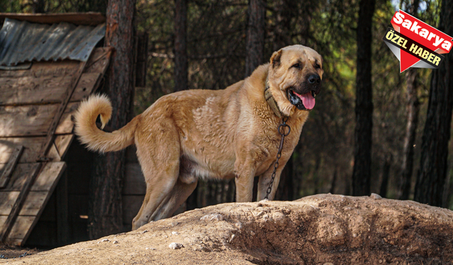 Eskişehir'de köpek sürüsü korku saçtı