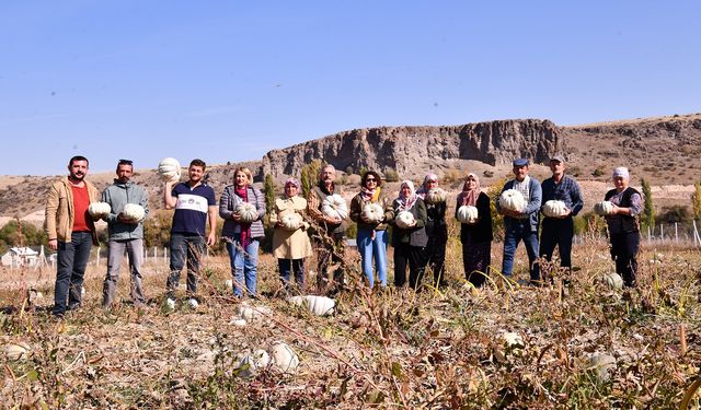 Eskişehir'in o yerinde bal kabağı hasadı başladı