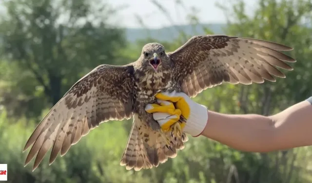 Felç geçiren kızıl şahin doğayla buluştu