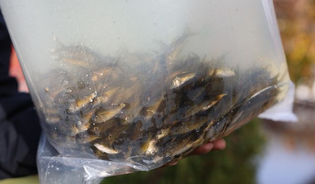 Eskişehir'de doğaya 5 bin adet aynalı sazan doğaya salındı