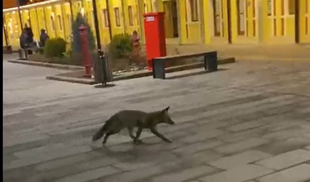 Eskişehir Garı'nda tren beklerken gördükleri şeyle hayrete düştüler