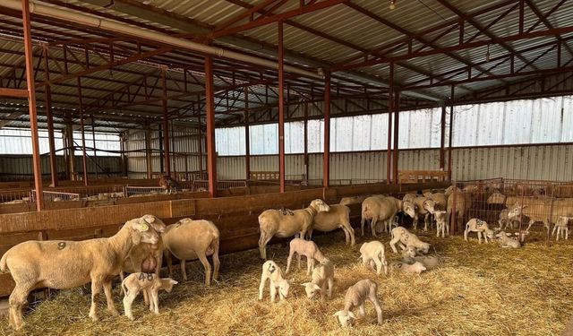 Genç girişimciye yüzde 100 hibe desteğiyle hayvancılık projesi