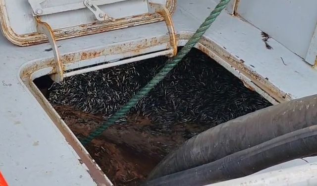 Hafta sonu hamsi yoğunluğu